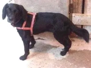 Cachorro raça SRD idade 2 anos nome Naná
