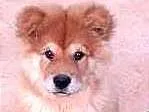 Cachorro ra a Chow Chow idade 2 a 6 meses nome Bóris