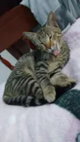 Tigor 
