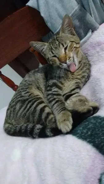 Gato ra a Siamês idade 7 a 11 meses nome Tigor 
