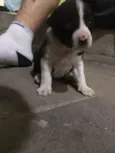 srd