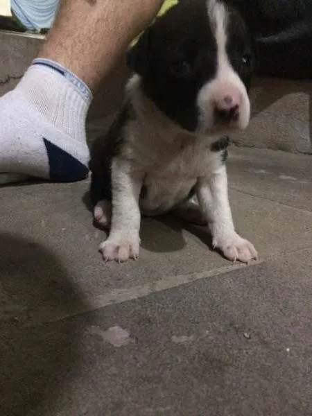 Cachorro ra a srd idade Abaixo de 2 meses nome srd