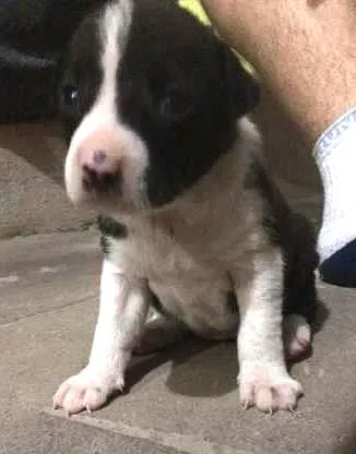 Cachorro ra a srd idade Abaixo de 2 meses nome srd