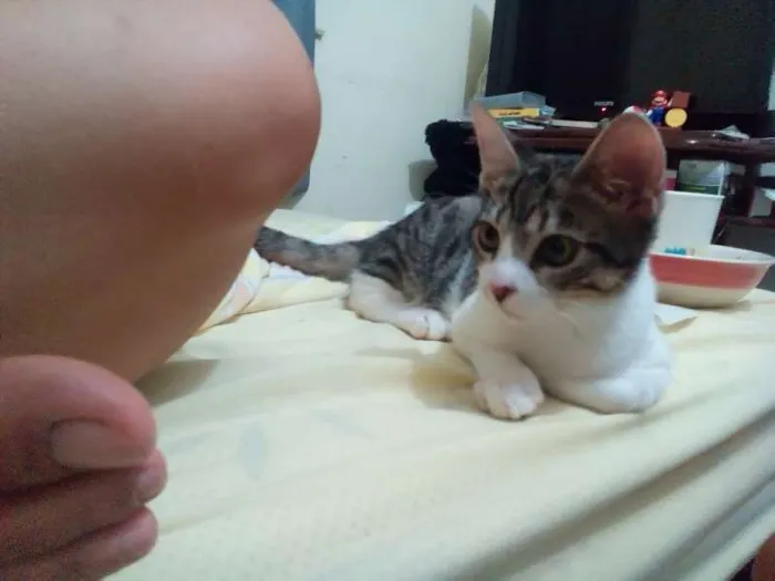 Gato raça SRD idade 2 a 6 meses nome Alceu