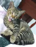 Tigor 