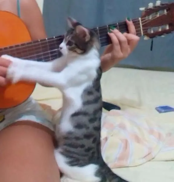 Gato raça SRD idade 2 a 6 meses nome Alceu