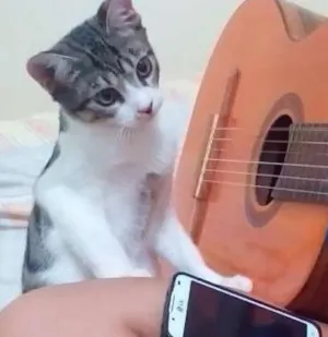 Gato raça SRD idade 2 a 6 meses nome Alceu