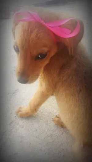 Cachorro raça mix idade 2 a 6 meses nome princesa