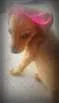 Cachorro raça mix idade 2 a 6 meses nome princesa