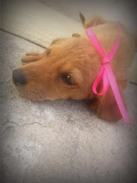 Cachorro ra a mix idade 2 a 6 meses nome princesa