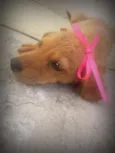 princesa