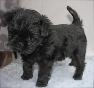 Cachorro raça puldo com Piche  idade 2 a 6 meses nome nao tem