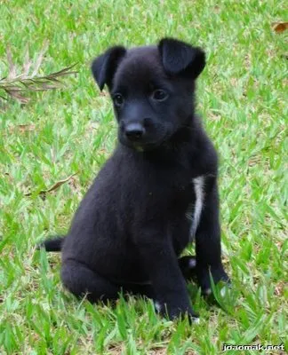 Cachorro raça puldo com Piche  idade 2 a 6 meses nome nao tem