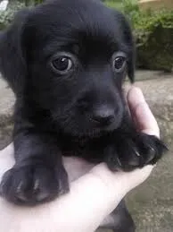 Cachorro raça puldo com Piche  idade 2 a 6 meses nome nao tem
