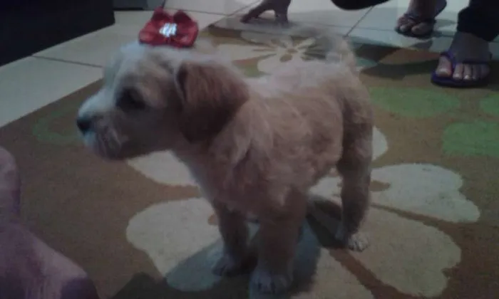 Cachorro raça puldo com Piche  idade 2 a 6 meses nome nao tem