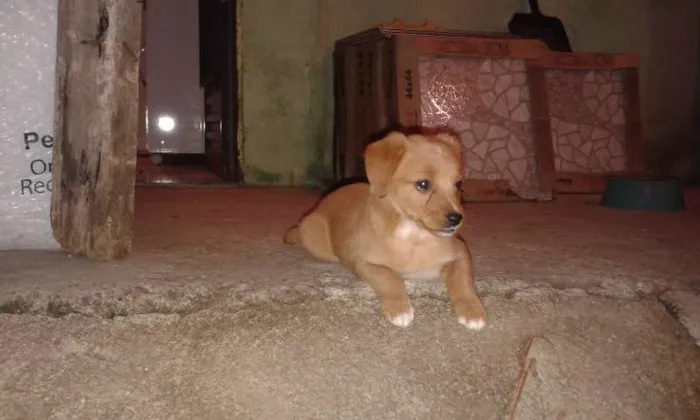 Cachorro raça puldo com Piche  idade 2 a 6 meses nome nao tem