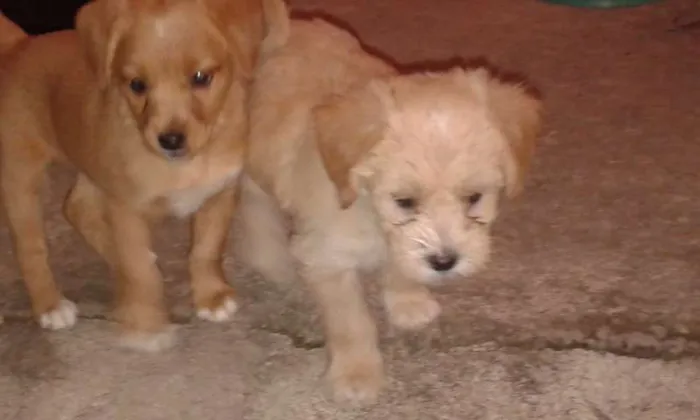 Cachorro raça puldo com Piche  idade 2 a 6 meses nome nao tem