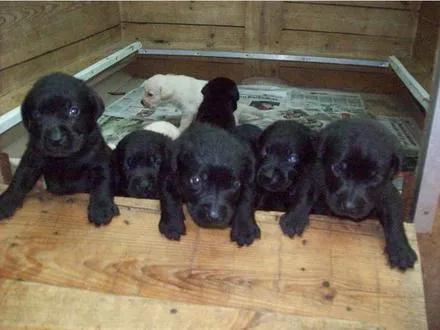 Cachorro raça puldo com Piche  idade 2 a 6 meses nome nao tem