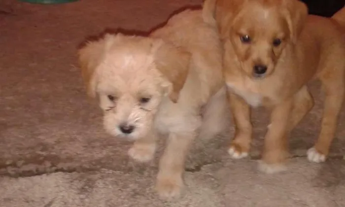 Cachorro raça Poodle com Piche idade 2 a 6 meses nome Não tem