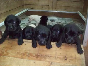 Cachorro raça Buldo com Piche idade 2 a 6 meses nome Não tem