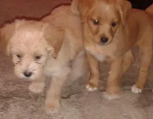 Cachorro raça Poodle com Piche idade 2 a 6 meses nome Não tem