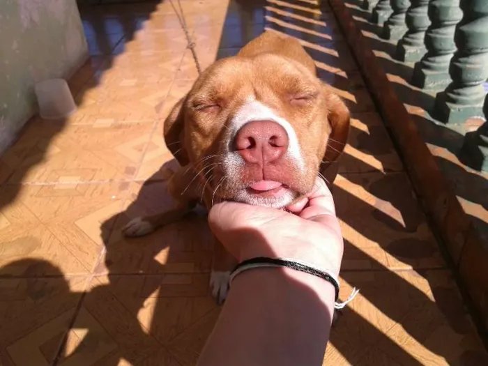Cachorro ra a indefinida idade 1 ano nome luna