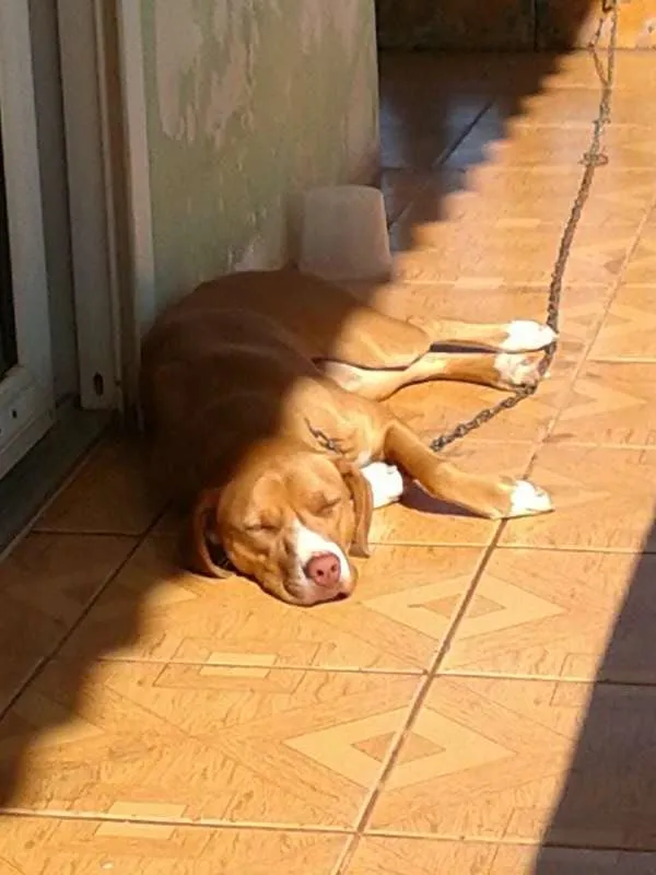 Cachorro ra a indefinida idade 1 ano nome luna