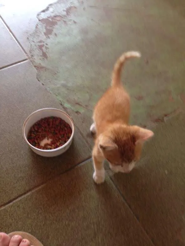 Gato ra a Não Definida idade 2 a 6 meses nome SPOK