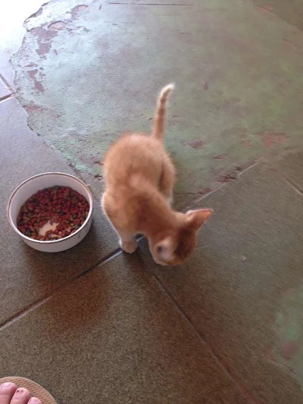 Gato ra a Não Definida idade 2 a 6 meses nome SPOK