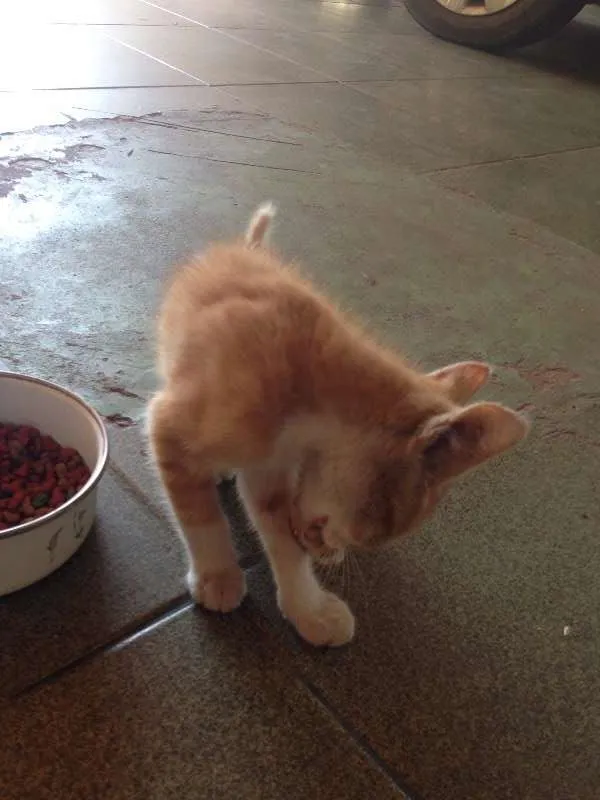 Gato ra a Não Definida idade 2 a 6 meses nome SPOK