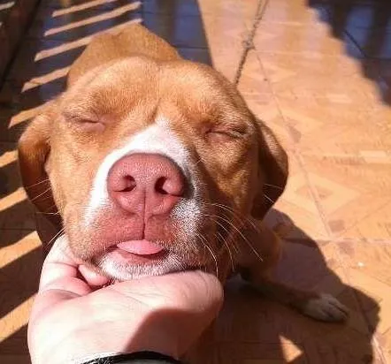 Cachorro ra a indefinida idade 1 ano nome luna