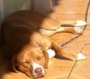 Cachorro raça indefinida idade 1 ano nome luna