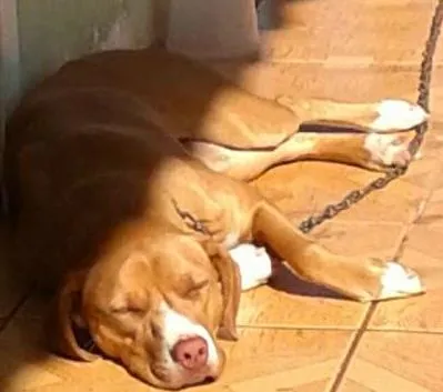 Cachorro ra a indefinida idade 1 ano nome luna