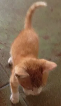 Gato ra a Não Definida idade 2 a 6 meses nome SPOK