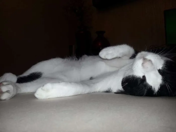 Gato raça  idade 1 ano nome OFAFE