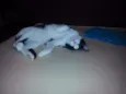 OFAFE