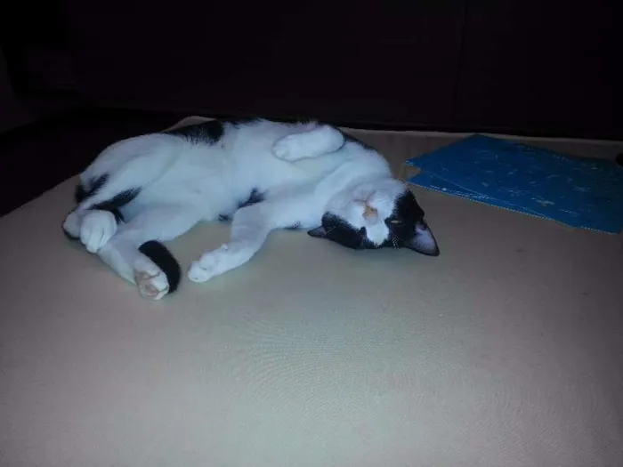 Gato raça  idade 1 ano nome OFAFE