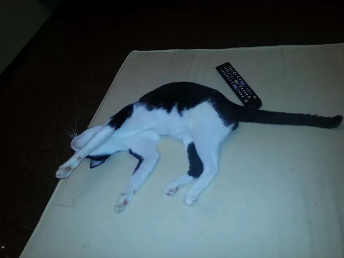 Gato raça  idade 1 ano nome OFAFE