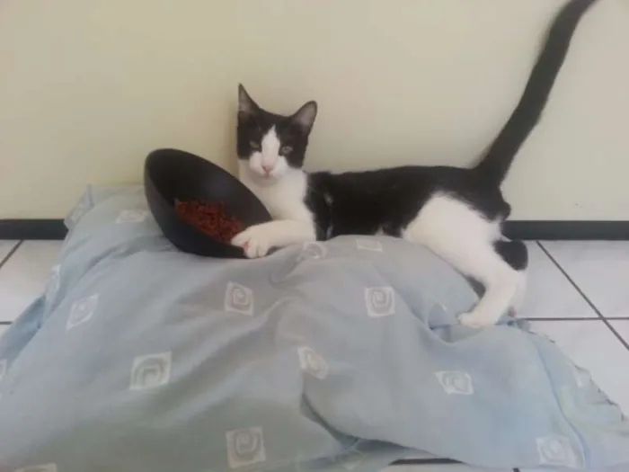 Gato raça  idade 1 ano nome OFAFE
