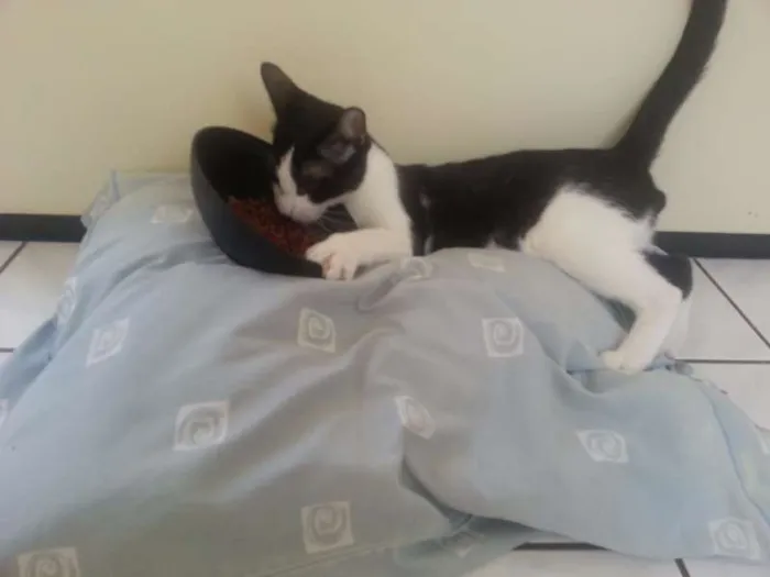 Gato raça  idade 1 ano nome OFAFE
