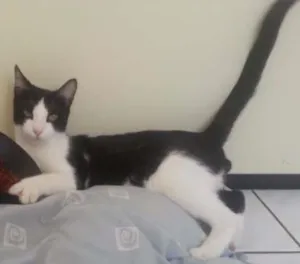 Gato raça  idade 1 ano nome OFAFE