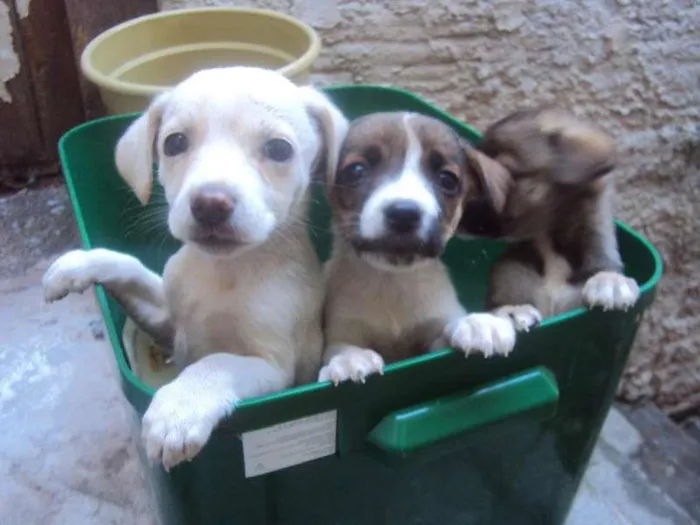 Cachorro ra a SRD idade 2 a 6 meses nome SRD