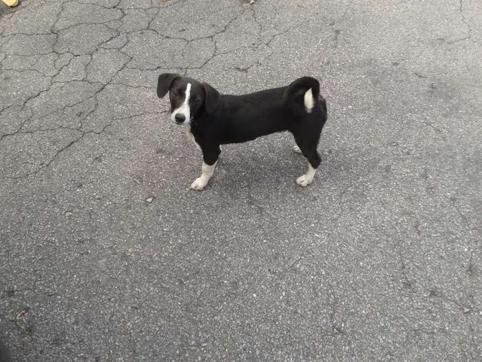 Cachorro ra a SRD idade 1 ano nome Carente