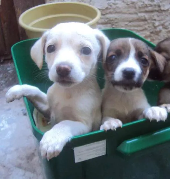 Cachorro ra a SRD idade 2 a 6 meses nome SRD