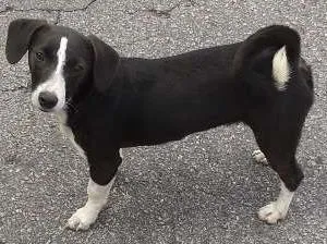 Cachorro raça SRD idade 1 ano nome Carente