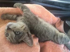 Gato raça Srd  idade  nome Humberto