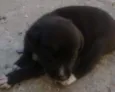 Preta
