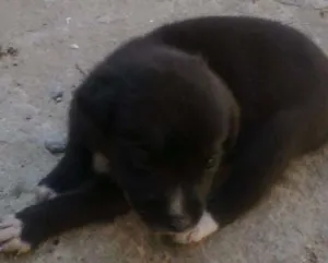 Cachorro raça sem raça idade Abaixo de 2 meses nome Preta
