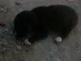 Preta