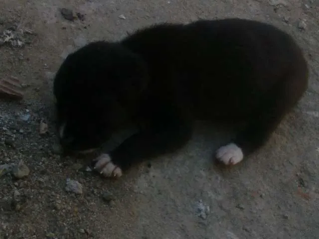 Cachorro raça sem raça idade Abaixo de 2 meses nome Preta